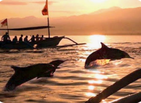 Dolphin Tour